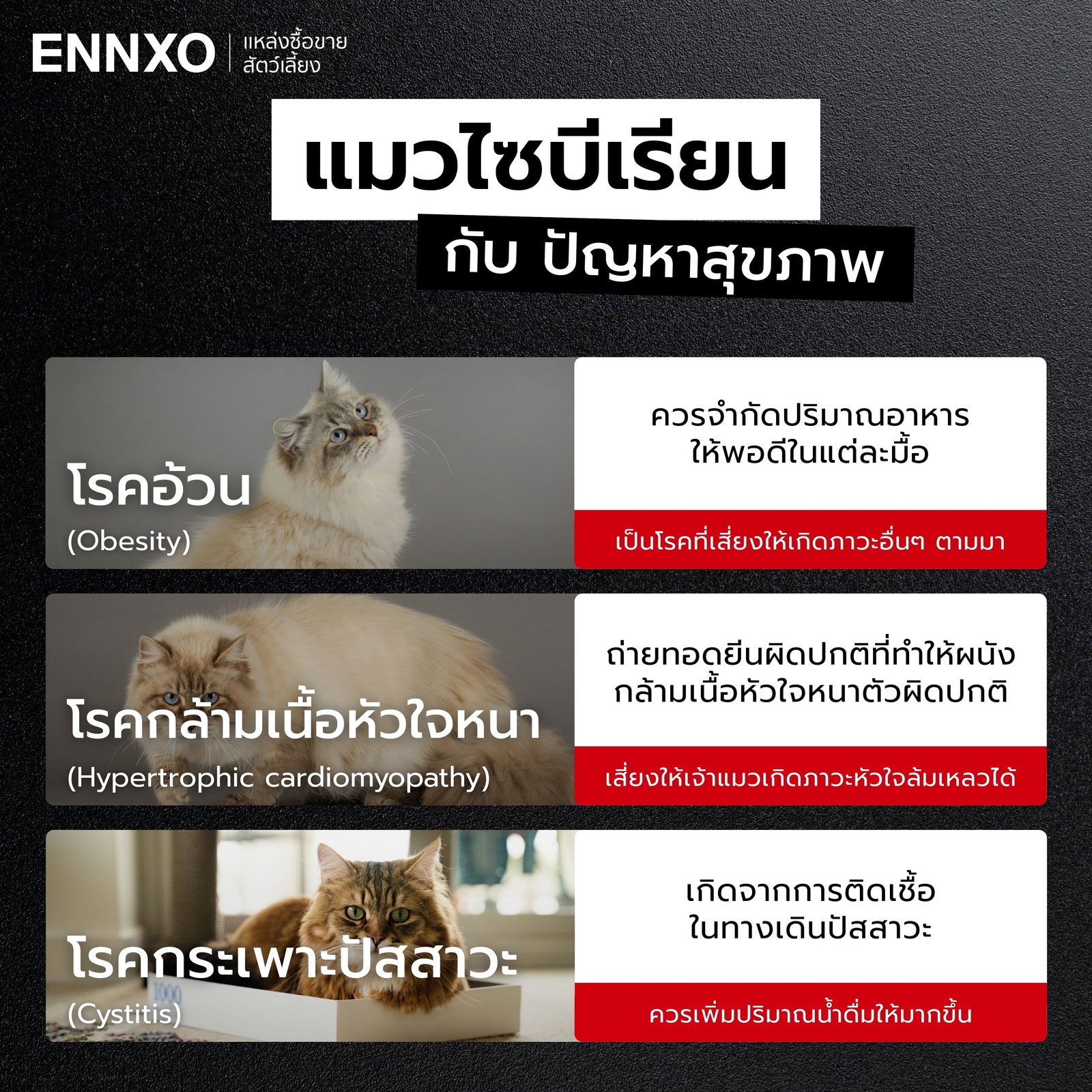 โรคที่พบบ่อยในแมวไซบีเรียน