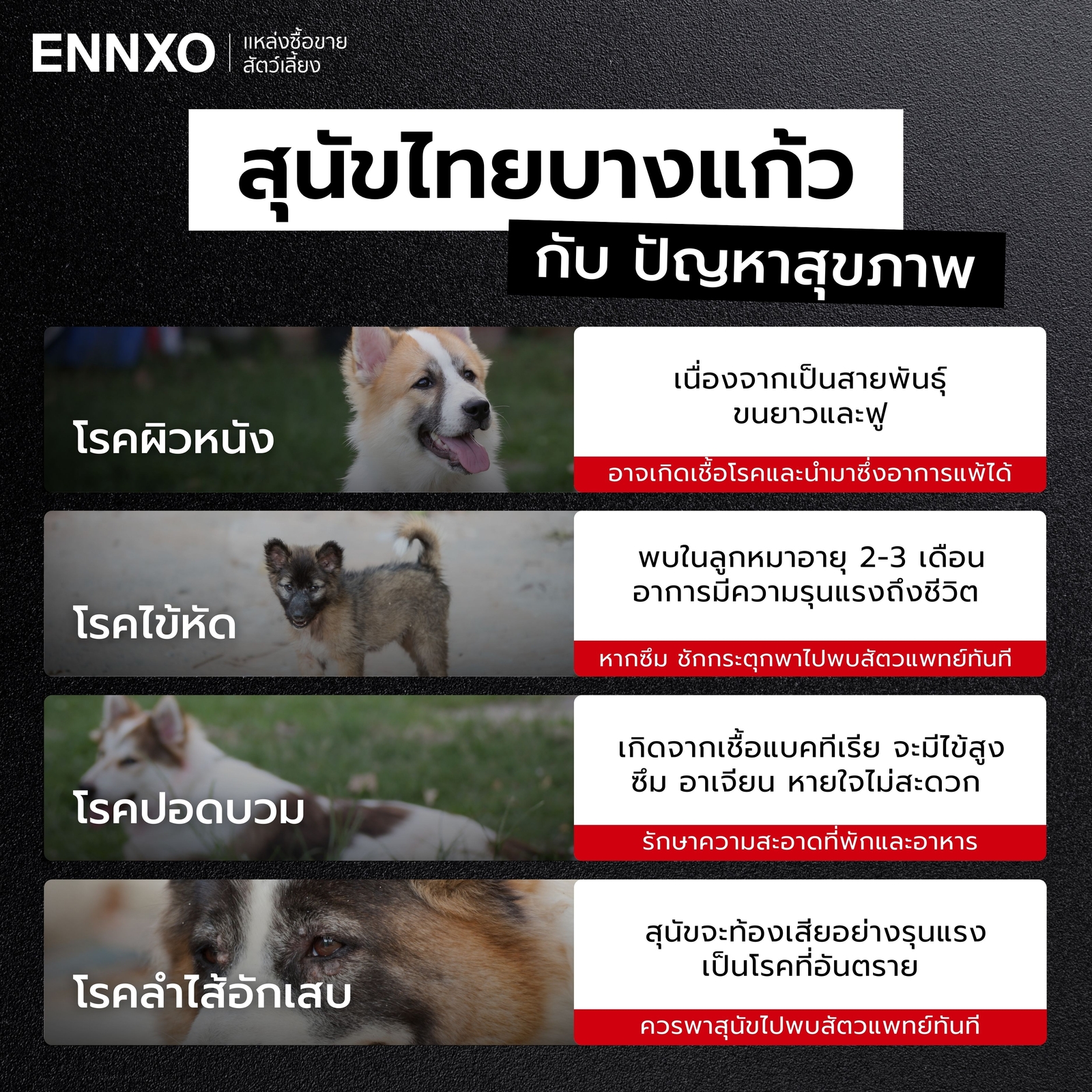 โรคที่พบได้บ่อยในสุนัขบางแก้ว