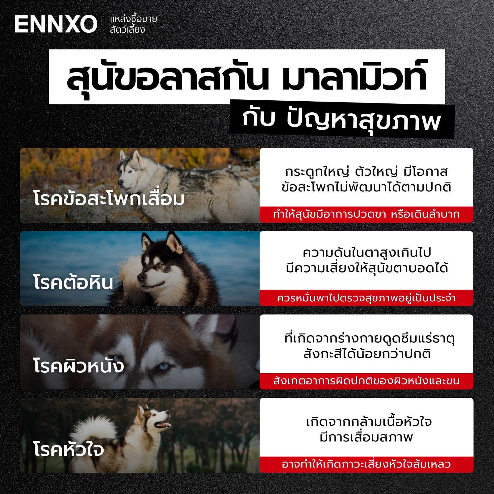 โรคที่พบได้บ่อยในสุนัขอลาสกัน มาลามิวท์