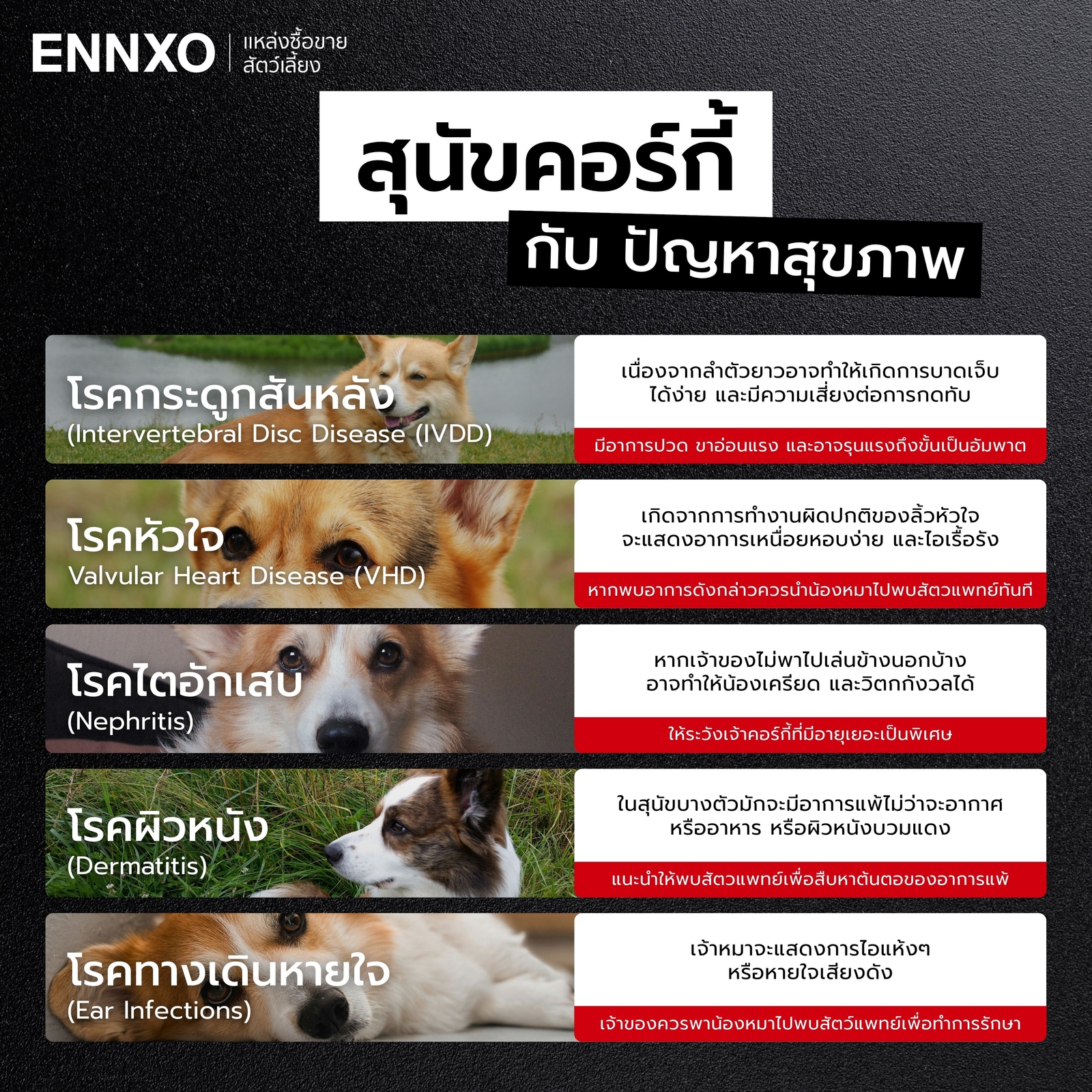 โรคที่พบได้บ่อยในหมาคอร์กี้