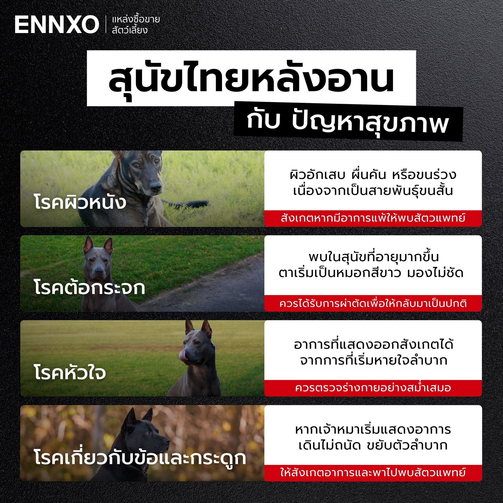 โรคที่พบได้บ่อยในหมาไทยหลังอาน