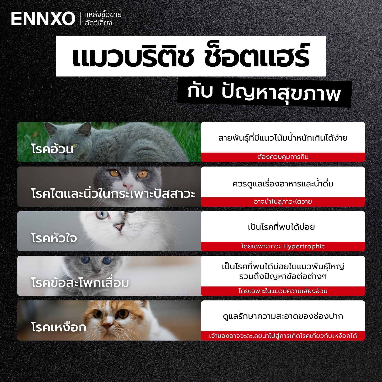 โรคประจําพันธุ์แมวบริติช-ช็อตแฮร์