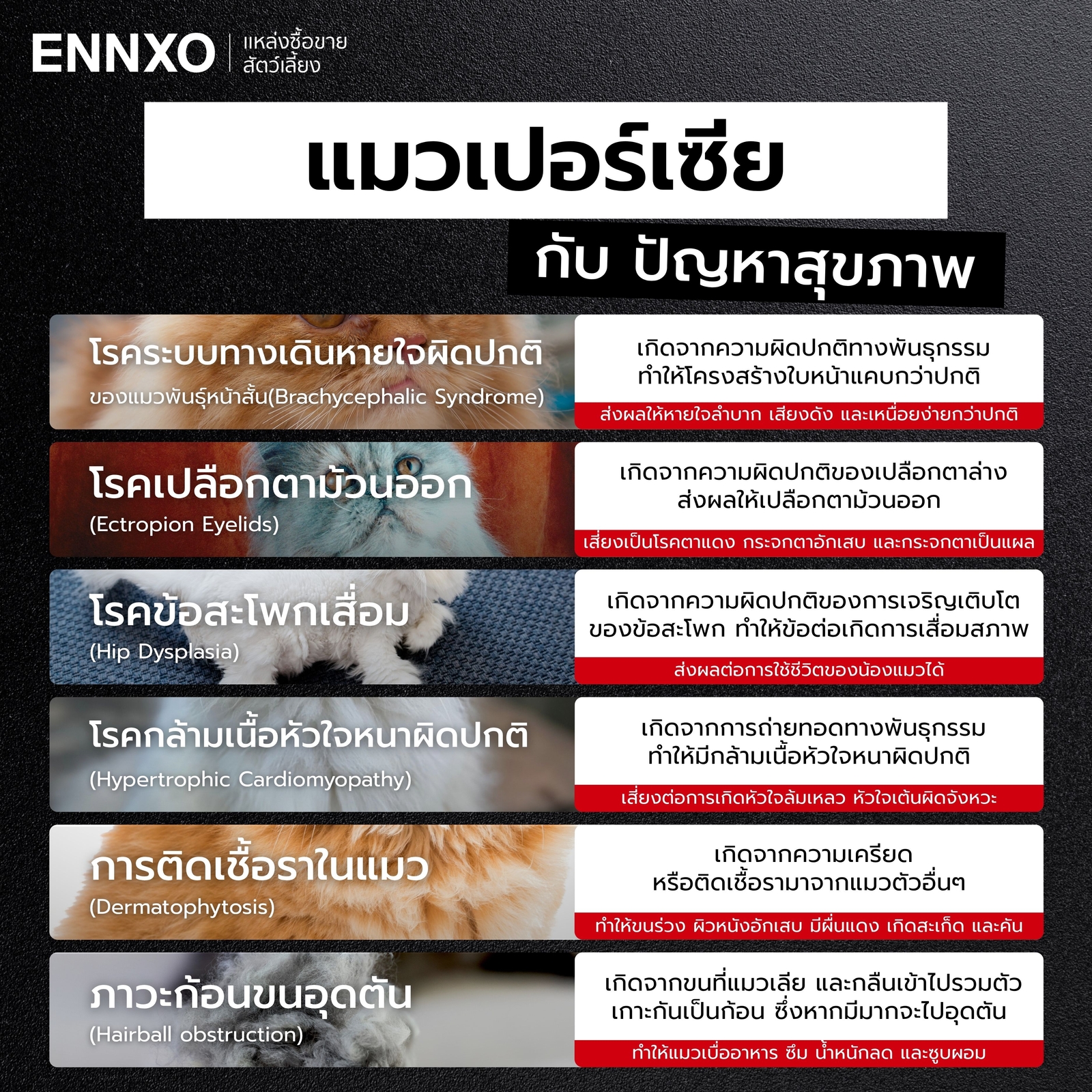 โรคประจำพันธุ์แมวเปอร์เซียที่พบบ่อย