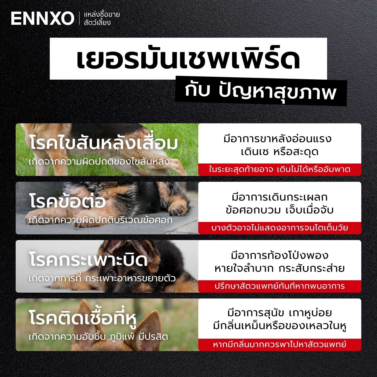 โรคที่พบบ่อยในสุนัขเยอรมันเชพเพิร์ด