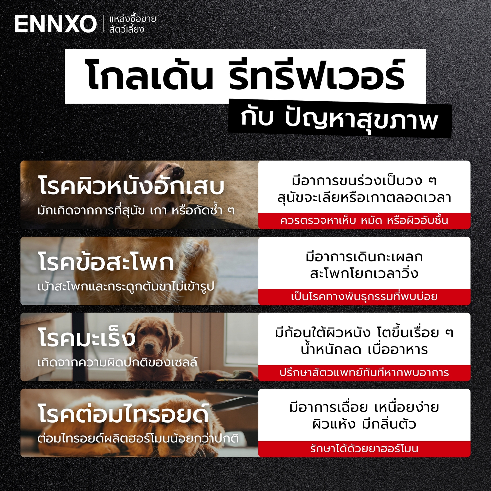 สุนัขโกลเด้นกับปัญหาสุขภาพที่พบบ่อย