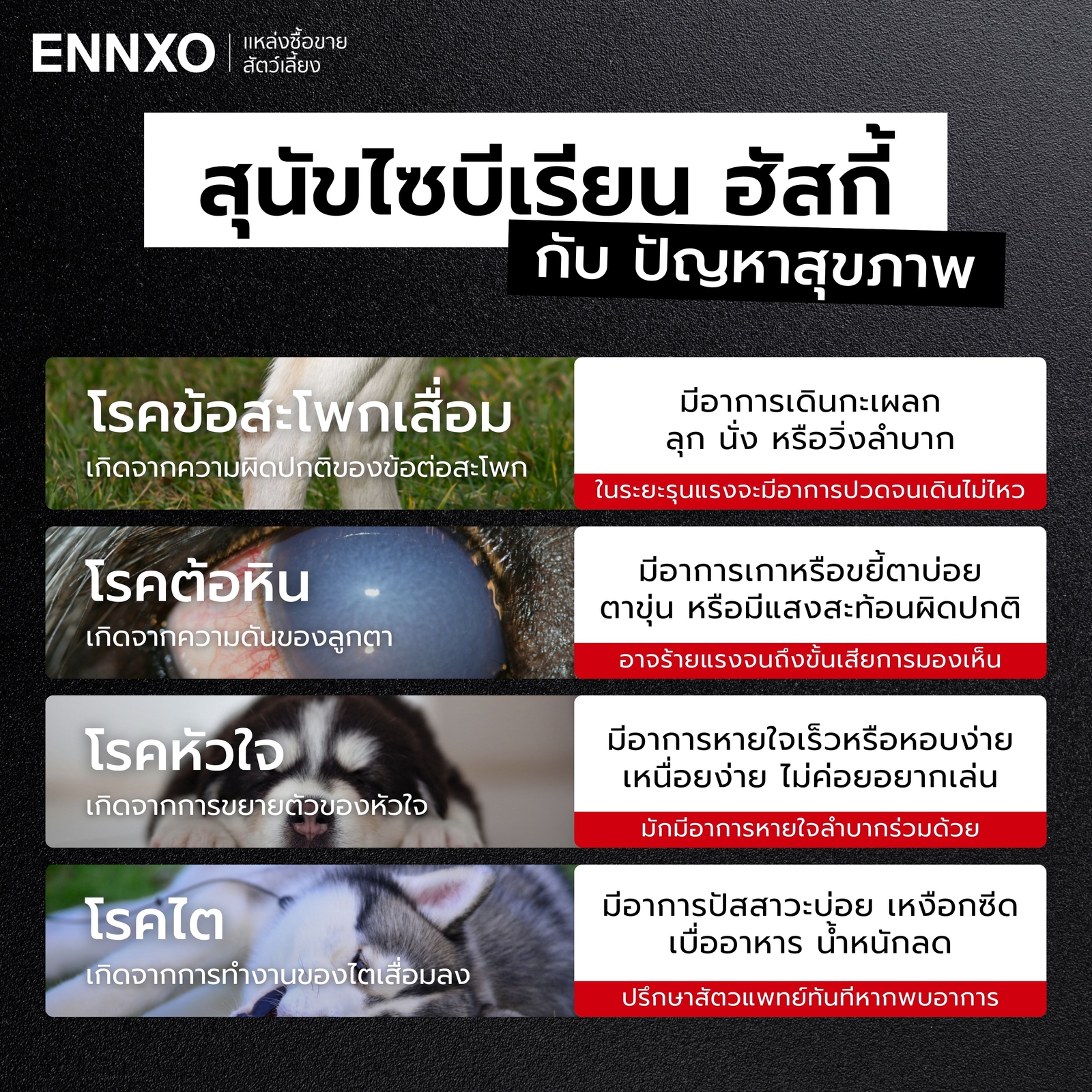 โรคประจำสายพันธุ์ที่พบบ่อยในสุนัขไซบีเรียน ฮัสกี้
