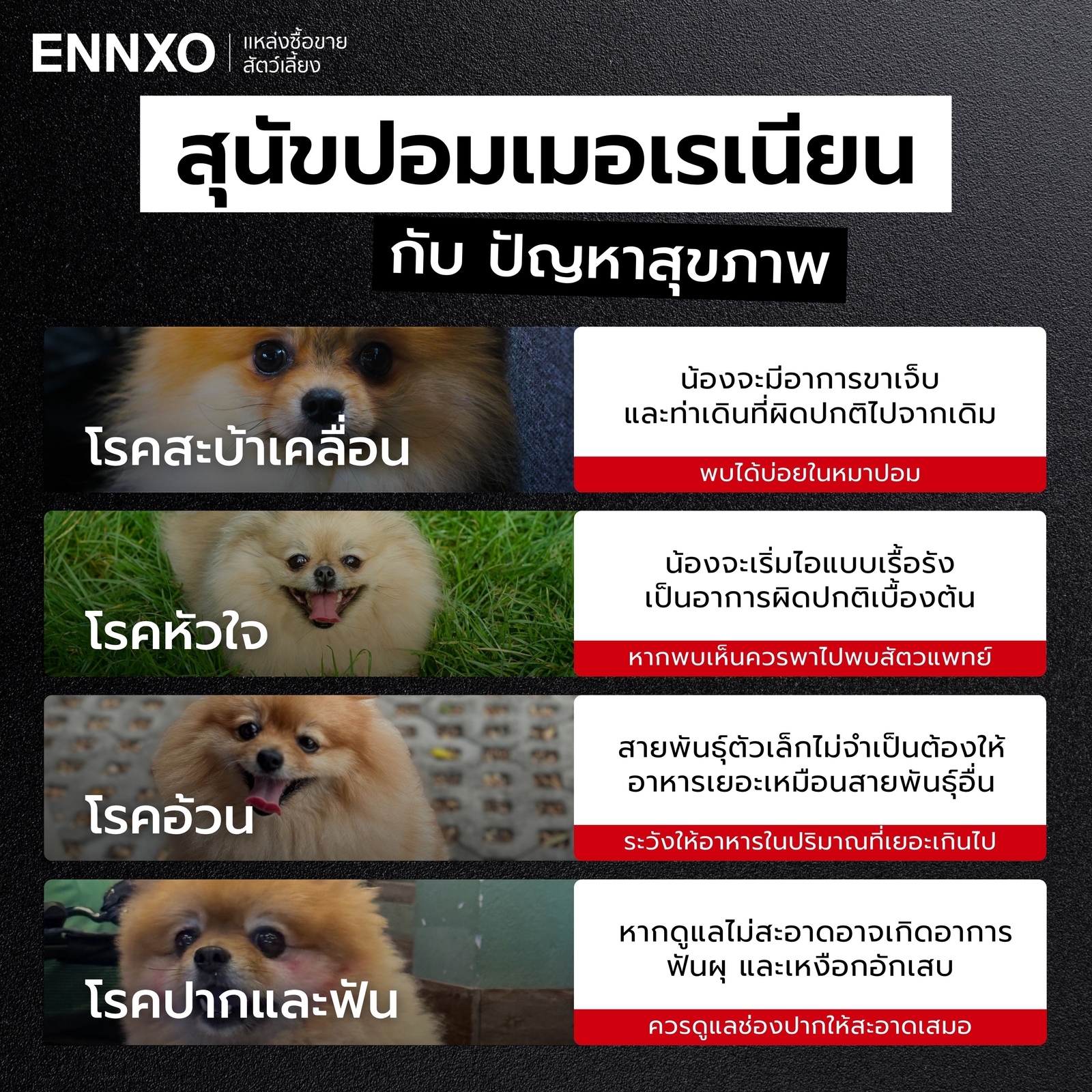 โรคประจำสายพันธุ์สุนัขปอมเมอเรเนียน