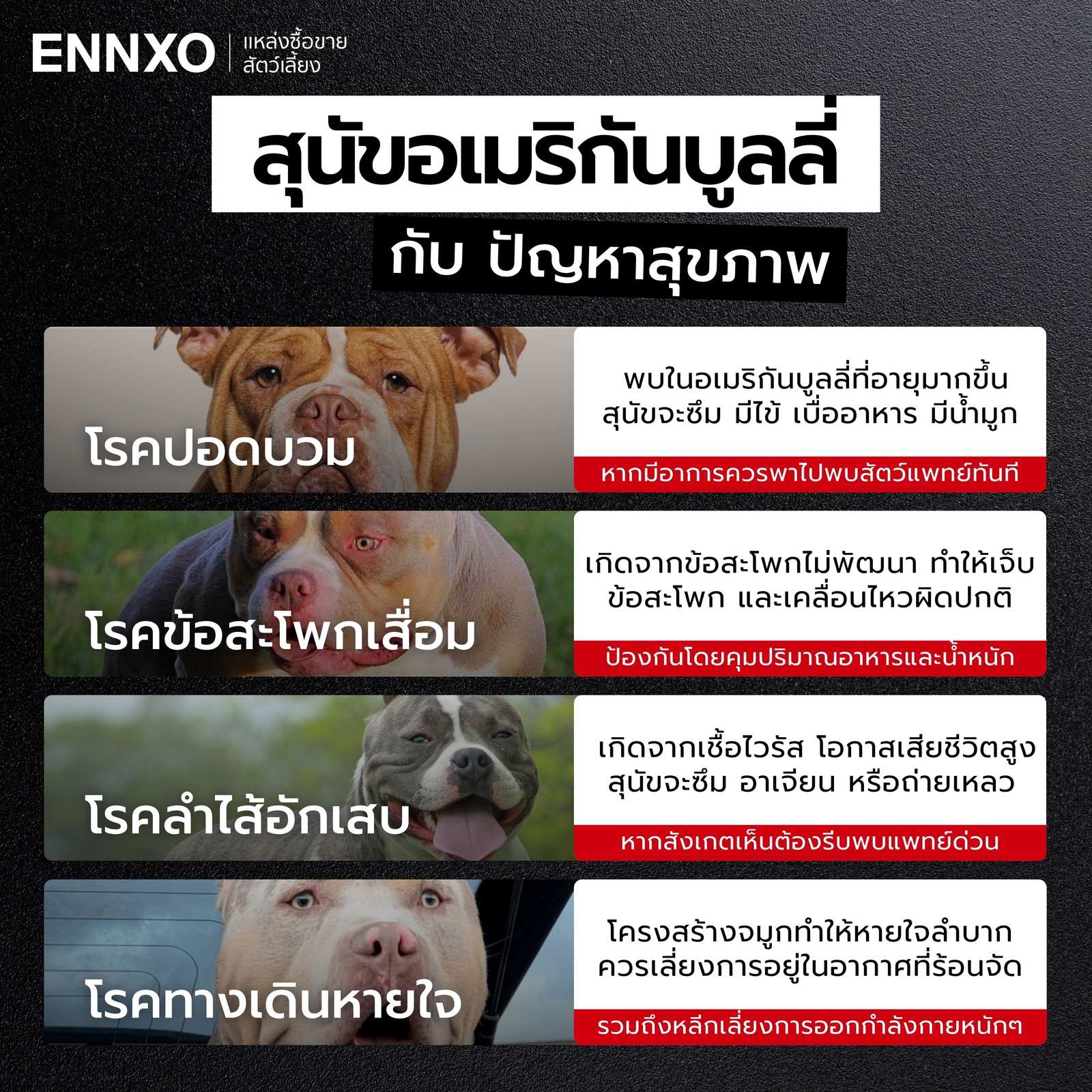 โรคประจำสายพันธุ์สุนัขอเมริกันบูลลี่