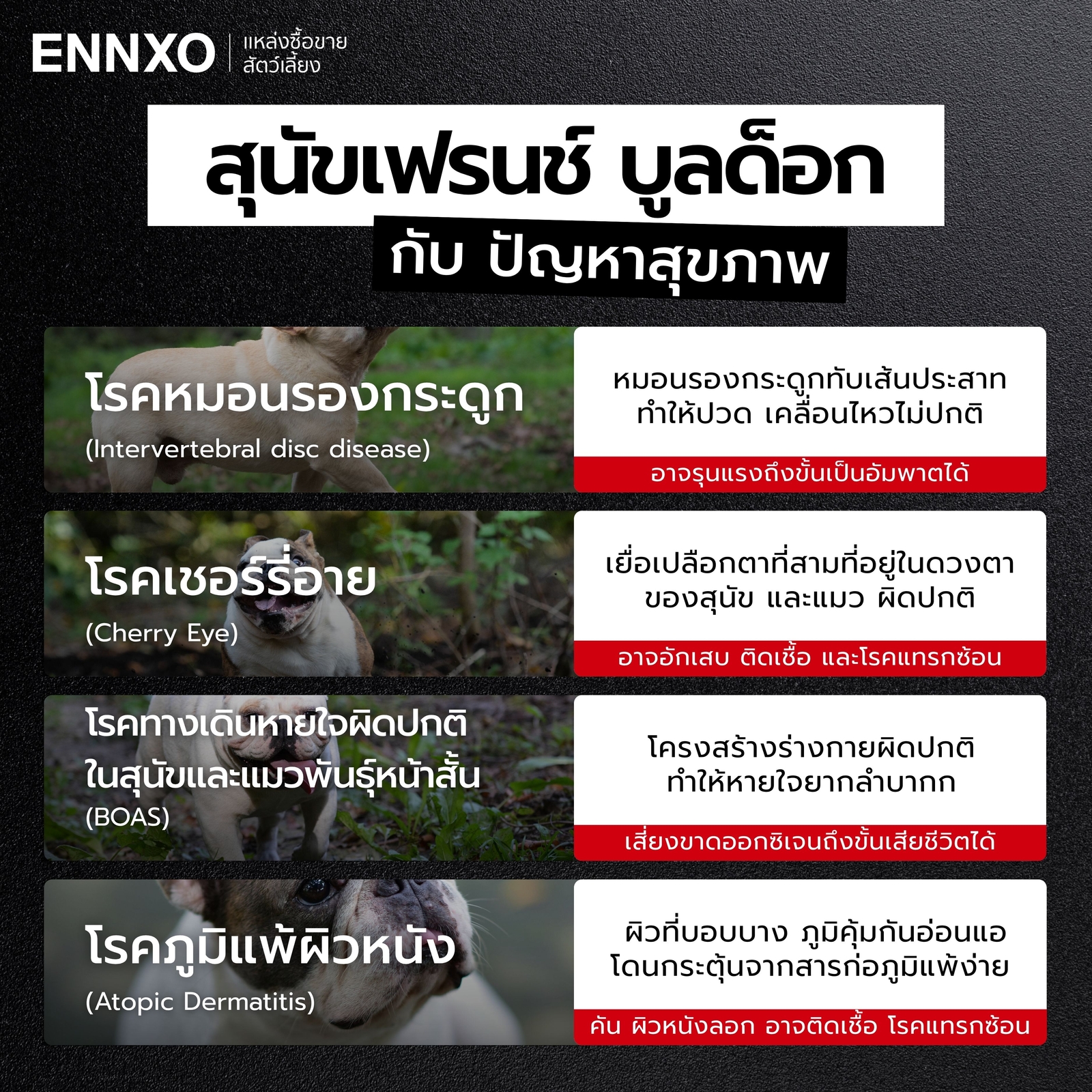 โรคที่พบบ่อยในสุนัขเฟรนช์ บูลด็อก