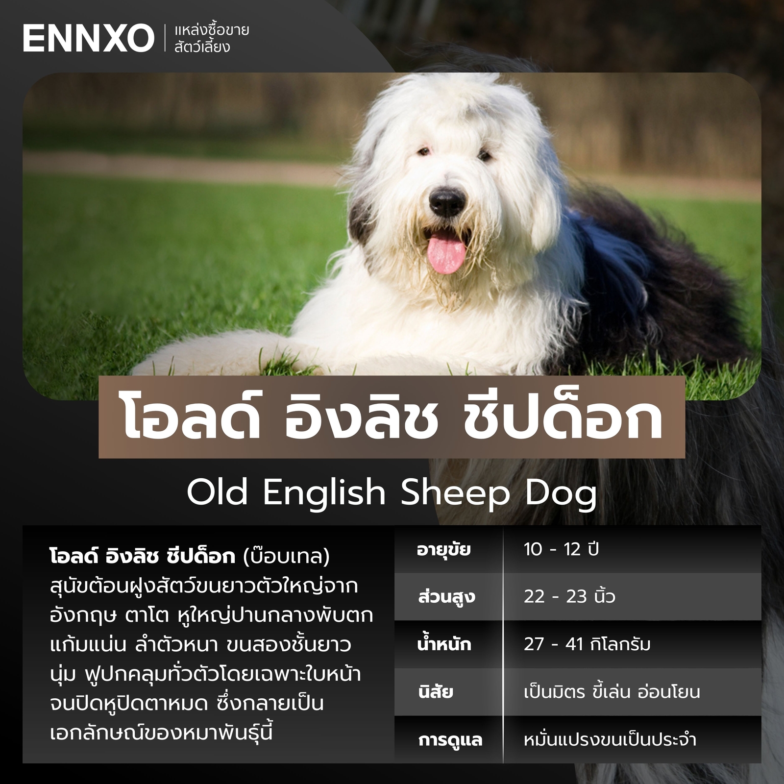 สุนัขโอลด์ อิงลิช ชีปด็อก สุนัขพันธุ์ใหญ่ขนยาว