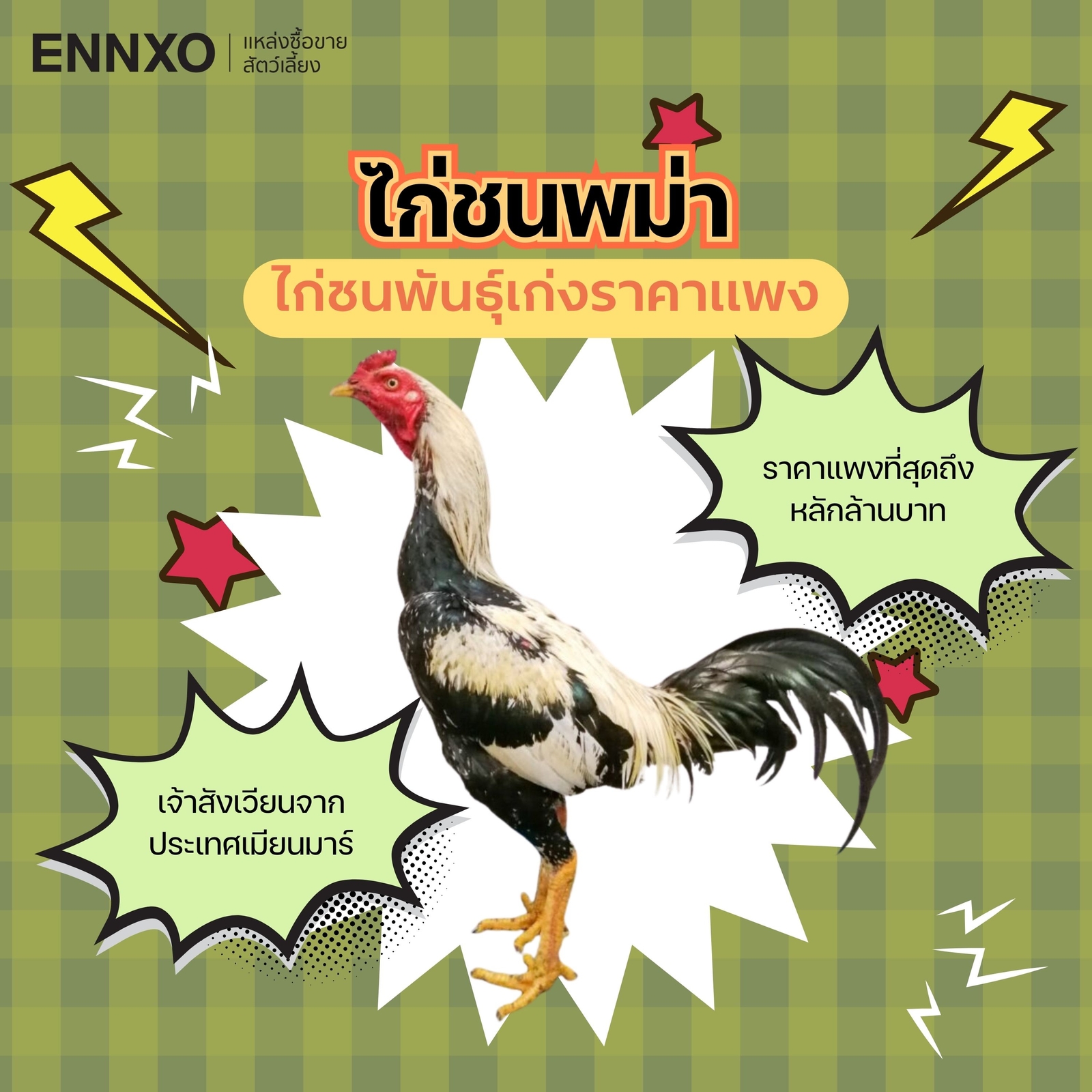 ไก่ชนพม่าเก่งๆ ลีลาเก่ง