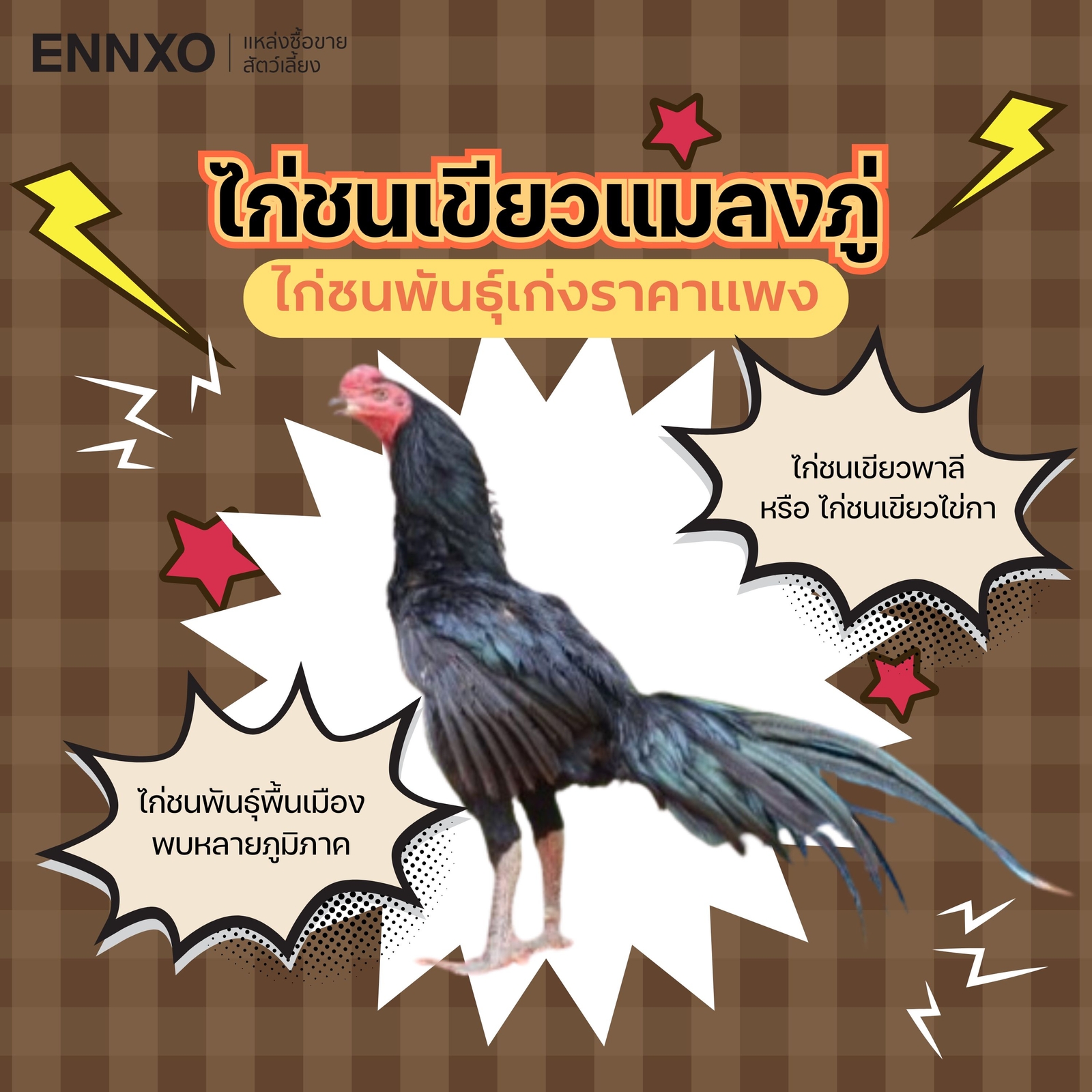 ไก่ชนพันธุ์เขียวพาลี ไก่พ่อพันธุ์ราคาถูก