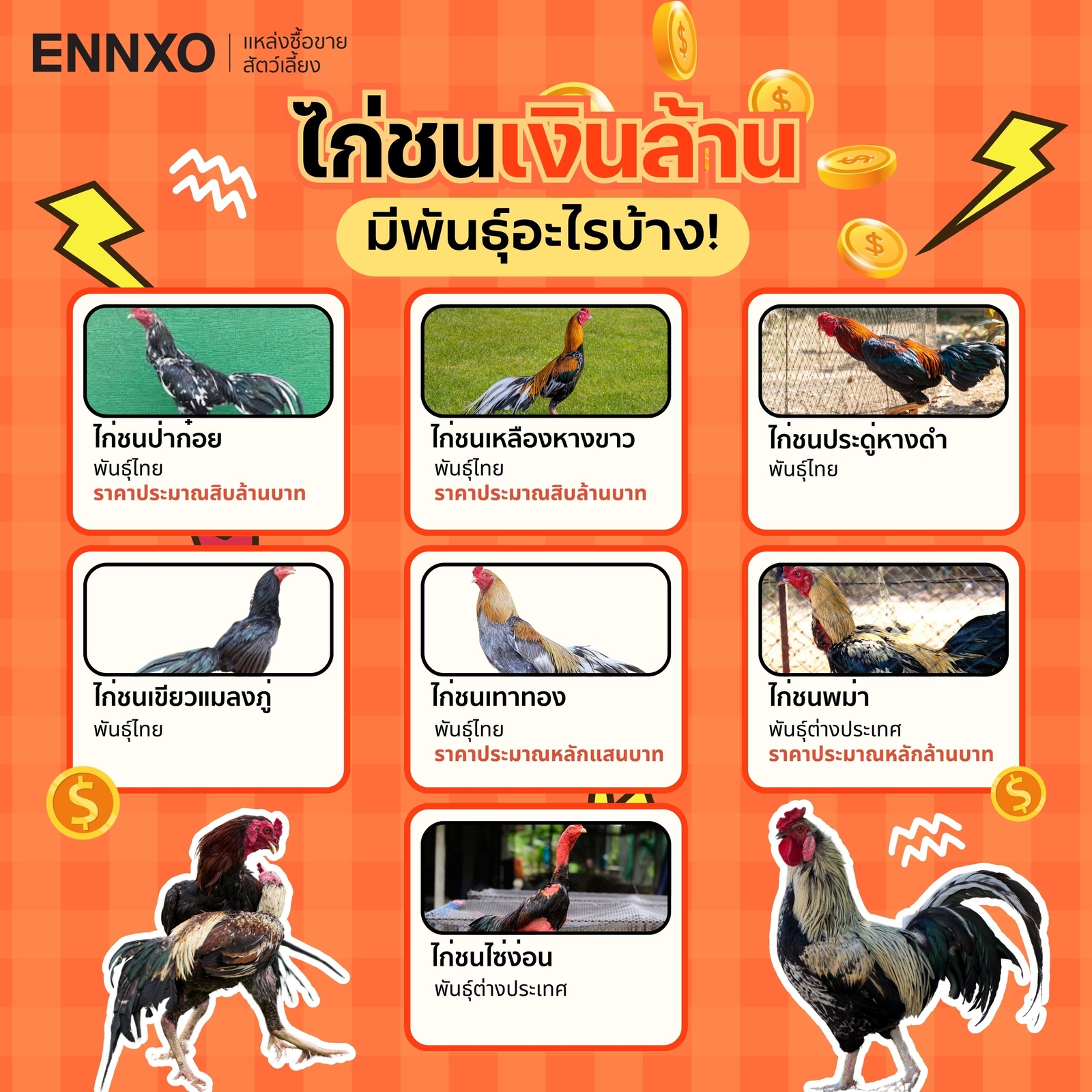 ไก่ชนเงินล้าน เช็คพันธุ์ไก่ชน