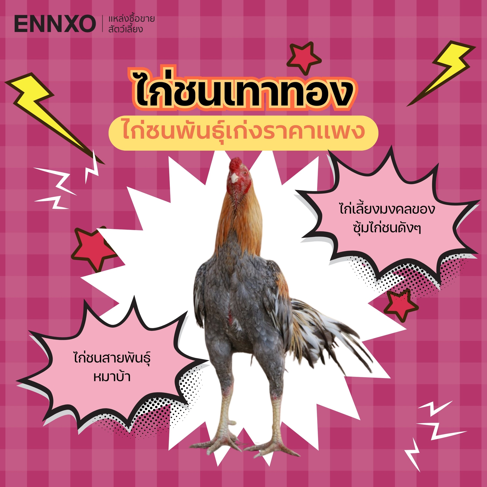 ไก่ชนเทาทองตําราไก่เทา