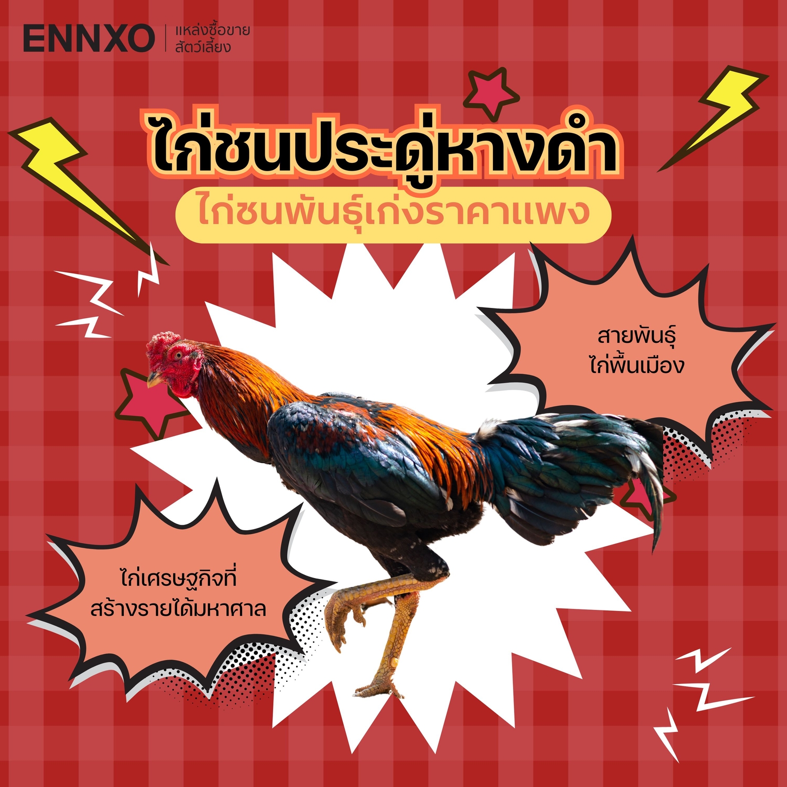 ไก่ประดู่หางดํา ราคาถูก