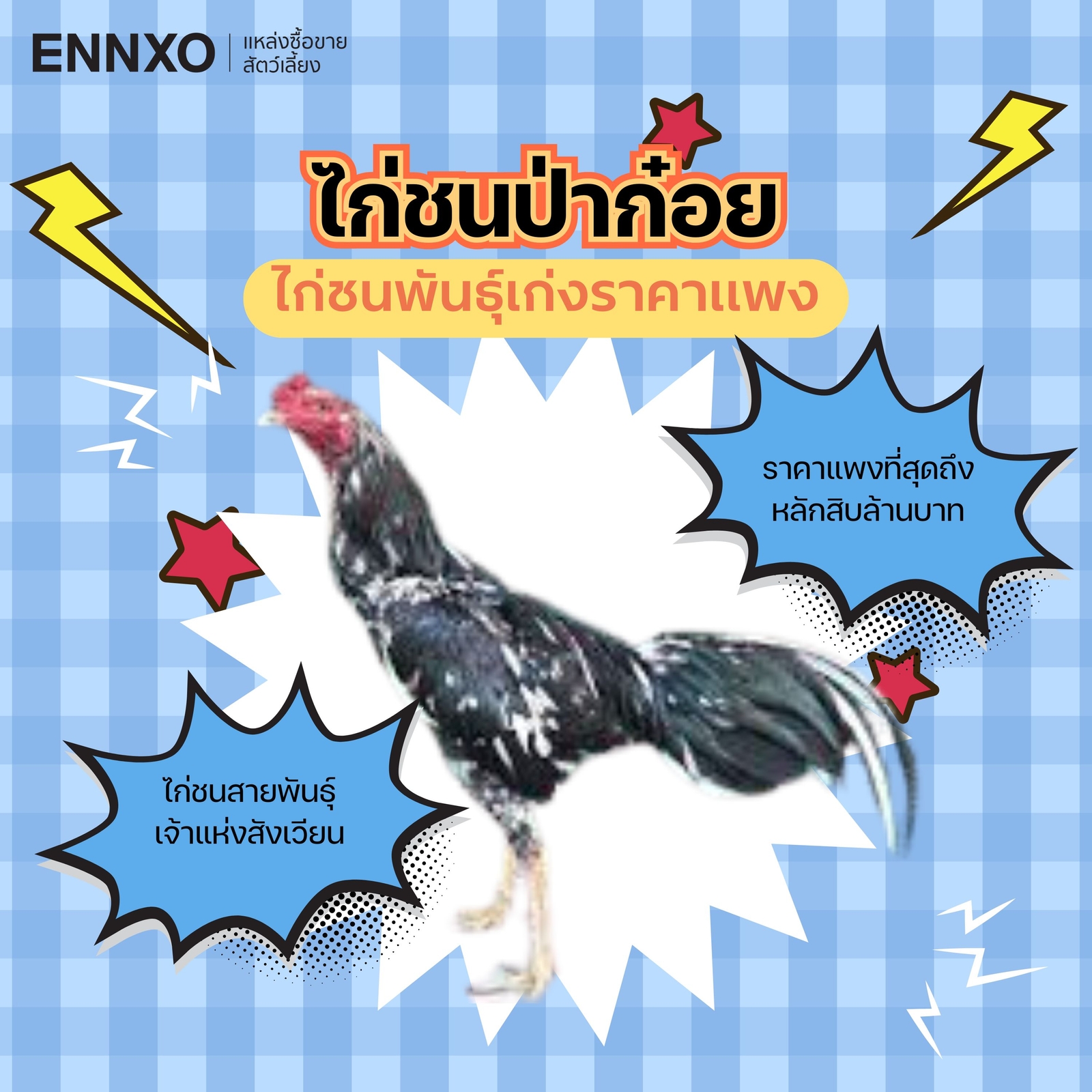 ไก่ป่าก๋อยเก่งที่สุด