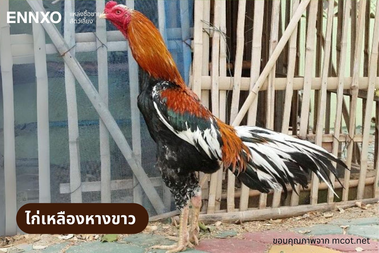 ไก่เหลืองหางขาว ไก่สวยงามประเภทไก่ชน ไก่สายพันธุ์ไทย