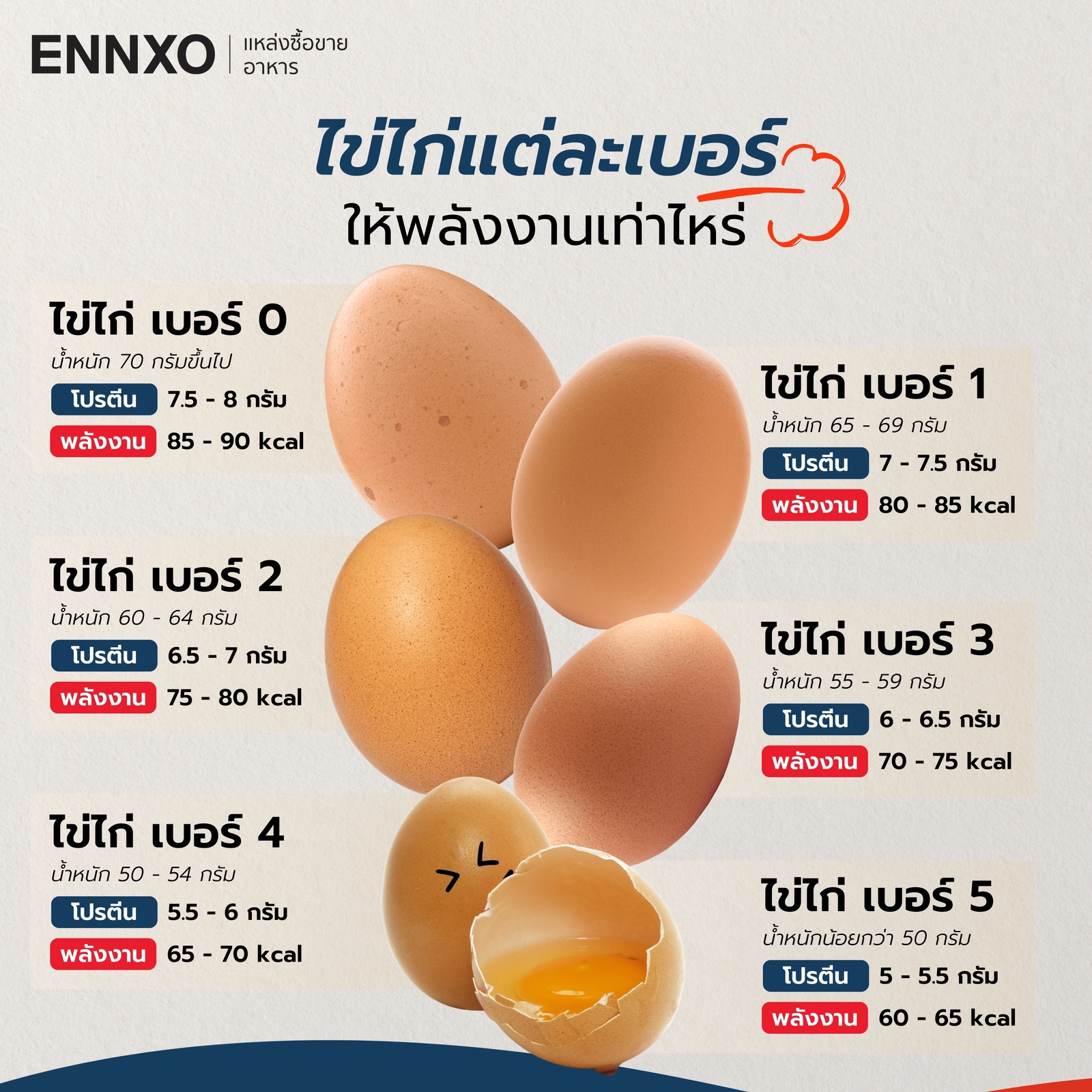 ขนาดไข่ไก่แต่ละเบอร์ ให้ค่าโปรตีนและพลังงานเท่าไหร่