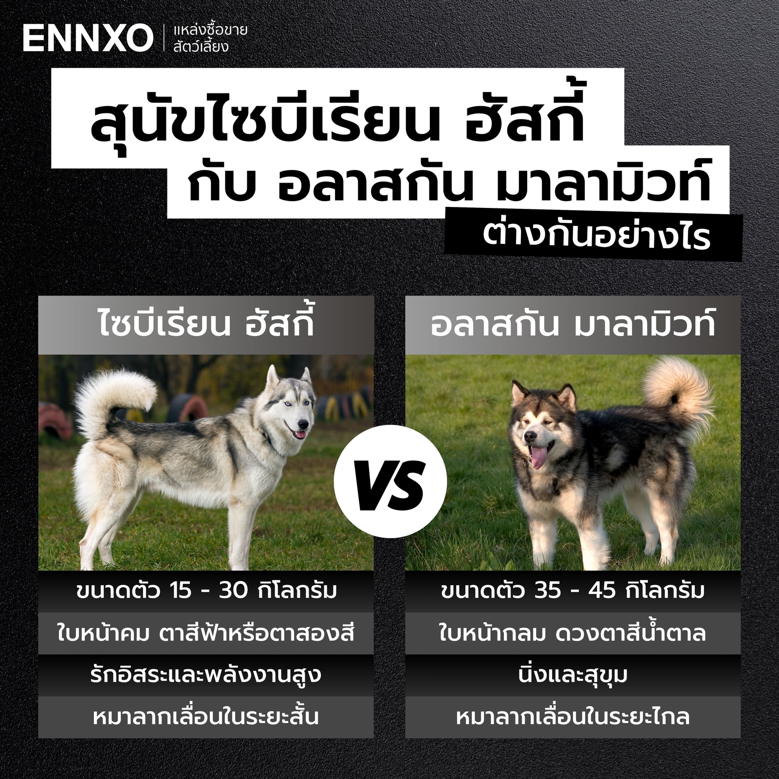 ไซบีเรียน ฮัสกี้ กับ อลาสกัน มาลามิวท์ ต่างกันอย่างไร