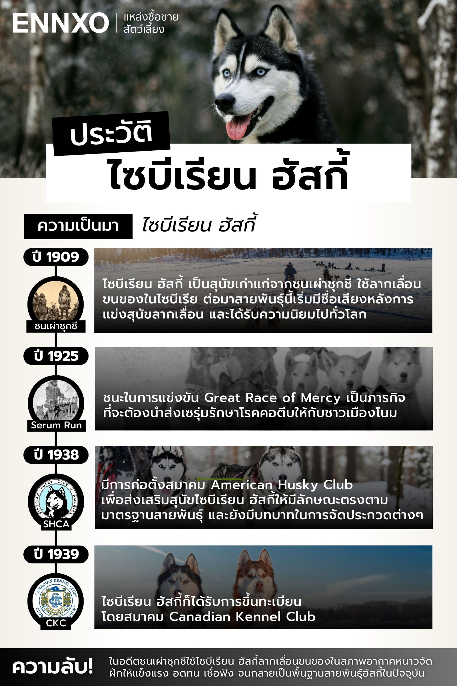 ไซบีเรียน ฮัสกี้ ประวัติความเป็นมาอย่างไร ทำไมนิยม
