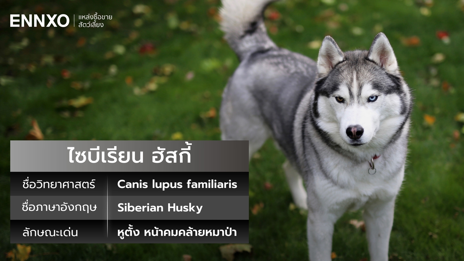 ไซบีเรียน ฮัสกี้ ภาษาอังกฤษ