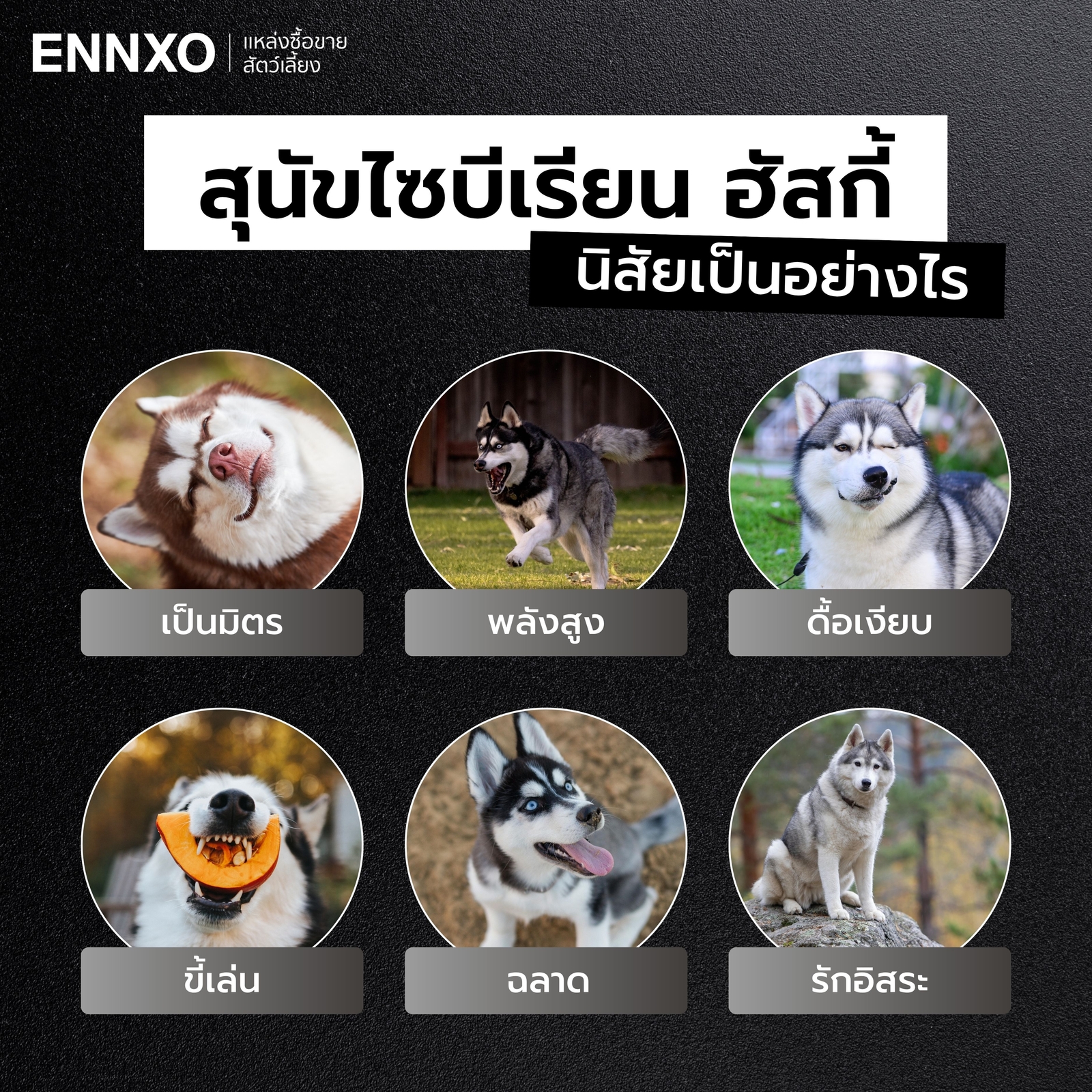 ไซบีเรียนฮัสกี อุปนิสัย