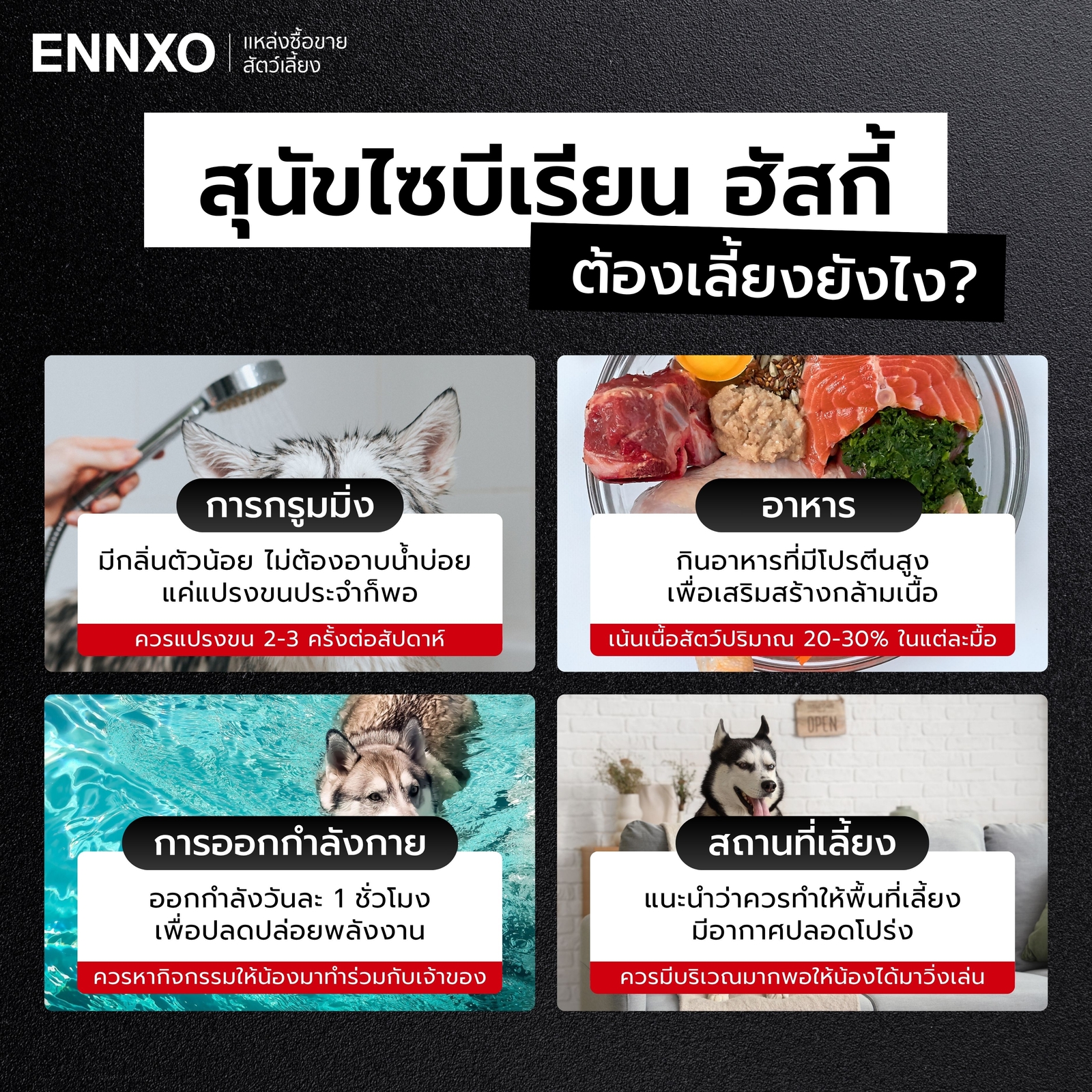 ไซบีเรียนฮัสกี้ต้องการการดูแลอย่างไร