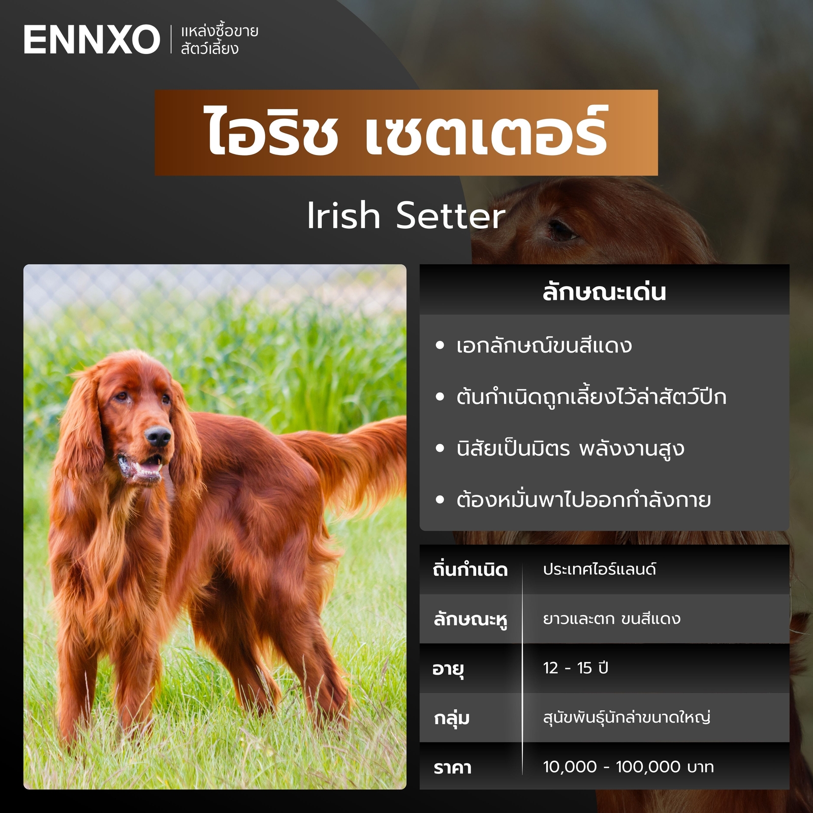 ไอริช เซตเตอร์ สุนัขพันธุ์หูยาว