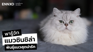 รู้จักลักษณะและนิสัยแมวชินชิล่า (Chinchilla) พันธุ์แมวสุดน่ารัก