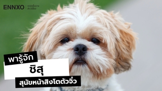 ลักษณะ และนิสัย ชิสุ (Shih Tzu) สุนัขแสนรู้ ใครเห็นก็ตกหลุมรัก