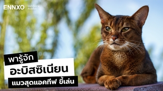 หลงรักอะบิสซิเนียน (Abyssinian) แมวนิสัยขี้เล่น พร้อมวิธีเลี้ยง