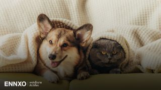 Animal Lover ถูกใจสิ่งนี้! เลี้ยงสัตว์ในคอนโดยังไง ไม่ให้มีดราม่ากับเพื่อนบ้าน