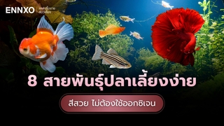 แนะนำปลาเลี้ยงง่าย ไม่ต้องใช้ออกซิเจนในโหลในตู้ มีอะไรบ้าง