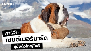 ลักษณะและนิสัยสุนัขเซนต์เบอร์นาร์ด (Saint Bernard) หมาใหญ่ใจดี