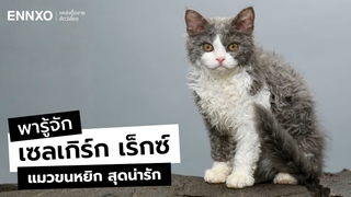 ประวัติ แมวเซลเกิร์ก เร็กซ์ (Selkirk Rex) แมวขนหยิก นิสัย เลี้ยงยาก?