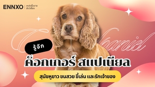 รู้จัก ค็อกเกอร์ สแปเนียล อดีตสุนัขนักล่าในร่างสัตว์เลี้ยงแสนอบอุ่น