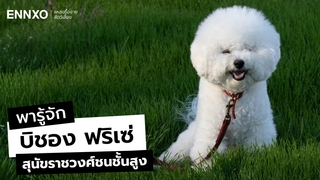 สุนัขบิชอง ฟริเซ่ รู้จักนิสัยหมา Bichon Frise เลี้ยงยากไหม?