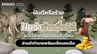 ฝันว่าช้างวิ่งไล่ ตีเป็นเลขอะไร อ่านคำทำนายฝันพร้อมเลขเด็ด