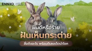 ฝันเห็นกระต่าย สื่อถึงอะไร ดีหรือไม่ อ่านคำทำนาย ตีเลขเด็ด