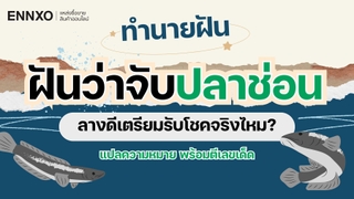 ฝันว่าจับปลาช่อน เห็นปลาช่อน แปลความหมาย และตีเป็นเลขเด็ด