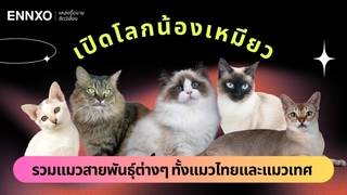 รวมสายพันธุ์แมวต่างๆ ทั่วโลก เจาะลึกพันธุ์แมวน่าเลี้ยงทั้งหมด