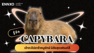 คาปิบารา เลี้ยงในไทยได้ไหม? ดูประวัติ และวิธีการเลี้ยง