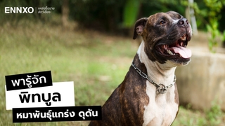 วิธีเลี้ยงพิทบูล (Pitbull) ไม่ให้ดุ พร้อมรู้จักนิสัยและลักษณะ