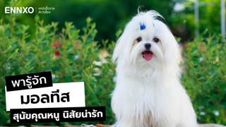 รู้จักมอลทีส (Maltese) สุนัขน่ารัก พร้อมลักษณะนิสัยและวิธีเลี้ยง