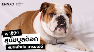 รู้จักสุนัขบูลด็อก (Bulldog) ดุไหม ลักษณะ และนิสัยเป็นยังไง