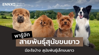 สายพันธุ์สุนัขขนยาว มีอะไรบ้าง ลักษณะ นิสัย และการดูแล