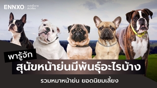 สุนัขหน้าย่น พันธุ์อะไร รวมหมาหน้าย่นสุดฮิต พร้อมจุดเด่นแต่ละพันธุ์