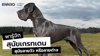 สุนัขเกรทเดน (Great Dane) หมาพันธุ์ใหญ่ไม่ดุ มีนิสัย ลักษณะอย่างไร