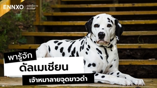 ดัลเมเชียน (Dalmatian) สุนัขลายจุด ลักษณะ นิสัยเป็นอย่างไร