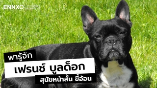 เฟรนช์ บูลด็อก (French Bulldog) สุนัขหน้าสั้น นิสัยขี้อ้อน เลี้ยงง่าย